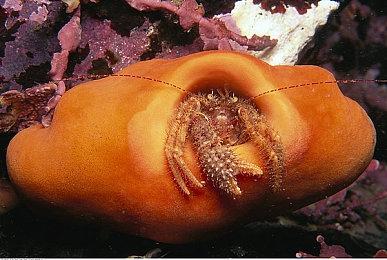 IGN：微软下一代Xbox听起来太像是一台游戏PC